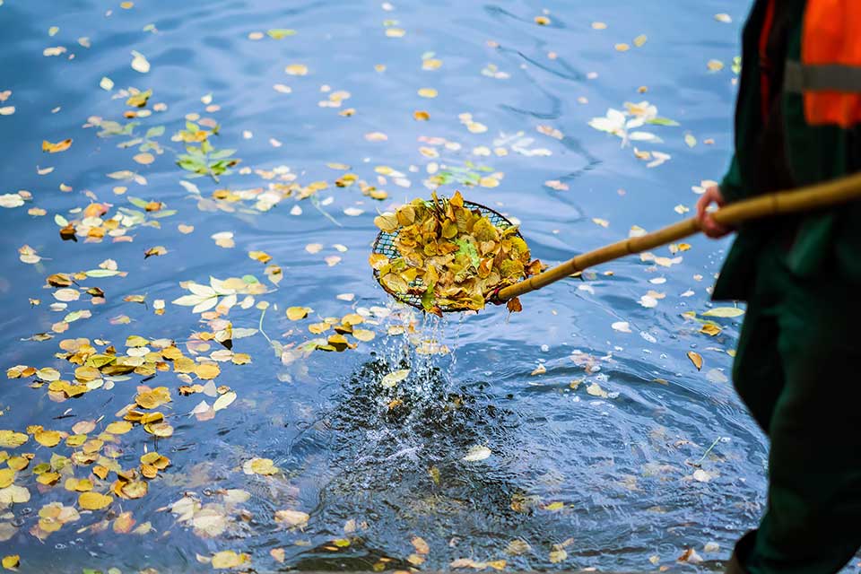 ramassage des feuilles